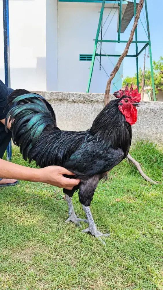 Ayam Australorp