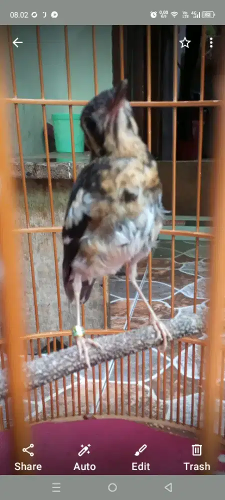 Anis kembang jantan belajar bunyi