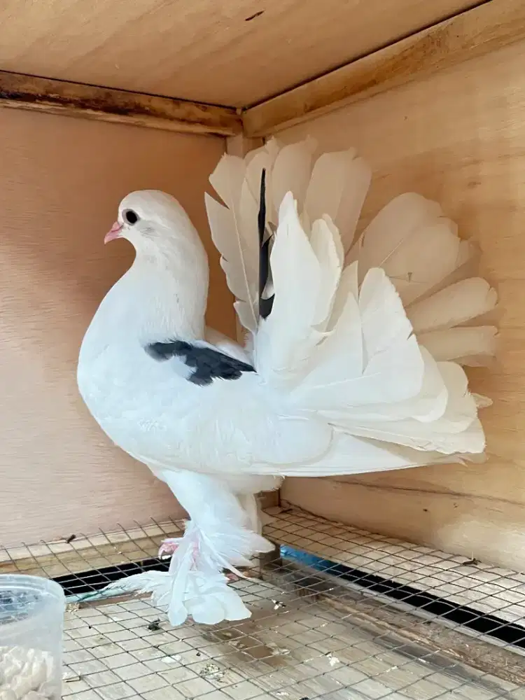 Merpati Hias Kipas