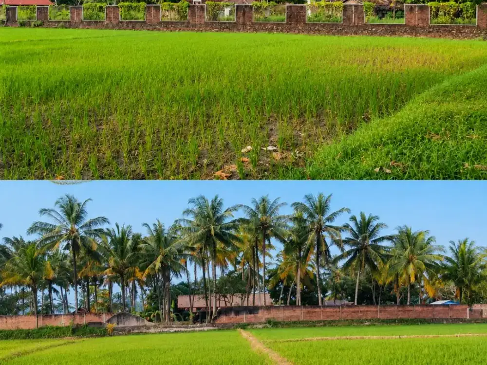 Dijual Tanah di Panimbangan Pandeglang Banten