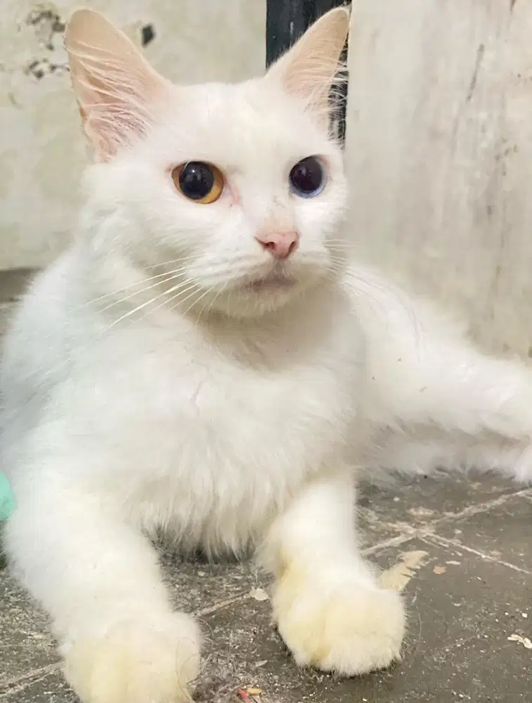Persia odd eye white solid
