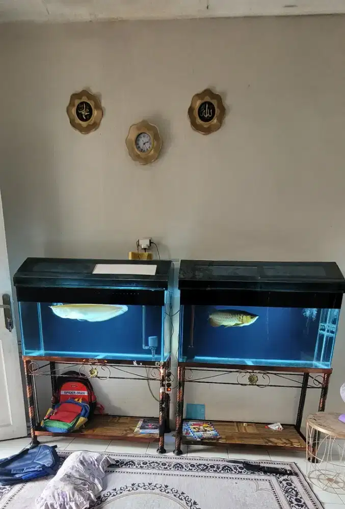Arwana Golder Red dan Silver Albino