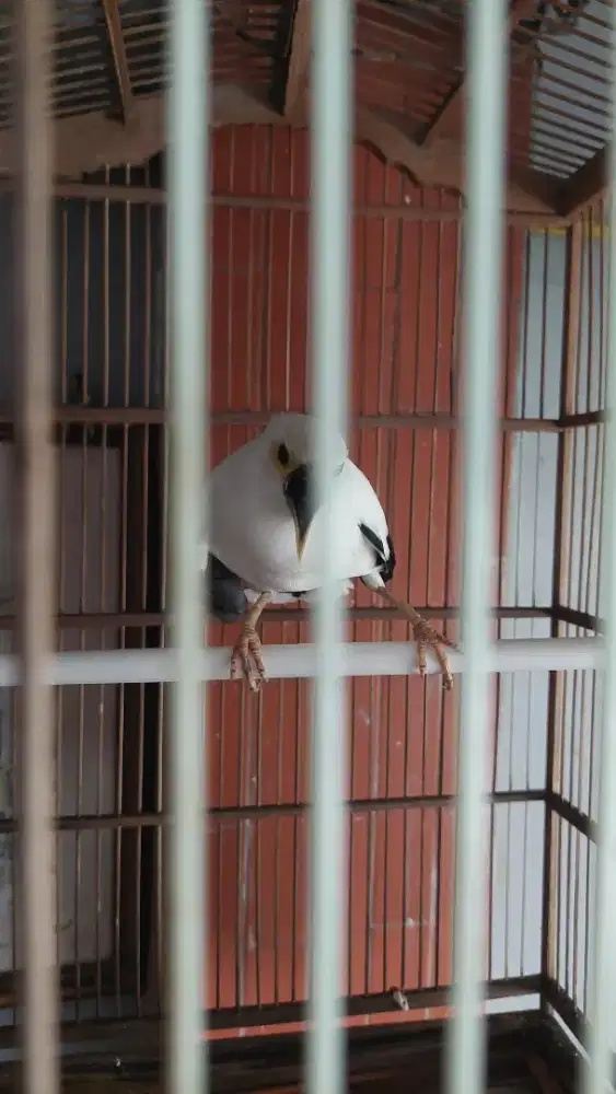 Jalak Jantan Gacor