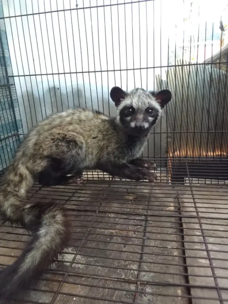 Jual musang Pandan