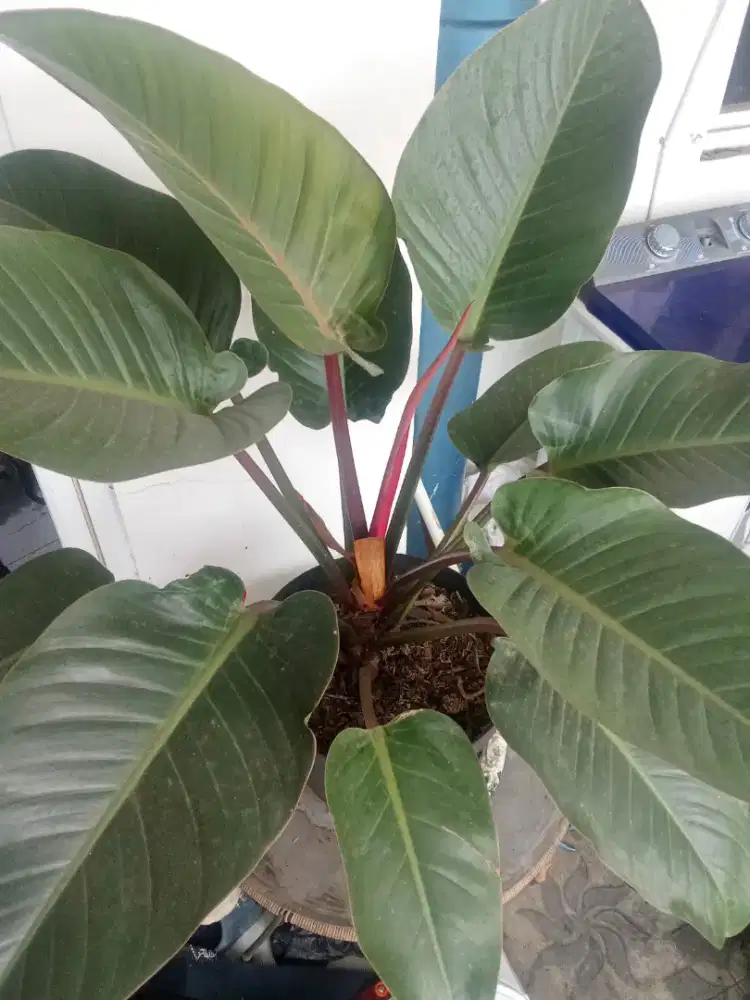 Pohon Philodendro Rojo Congo