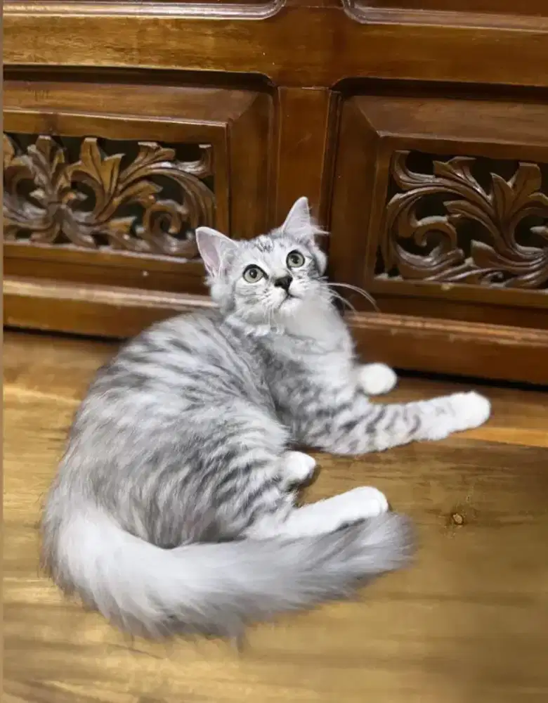 kucing kitten anakan anggora persia himalaya ragdoll mainecoon