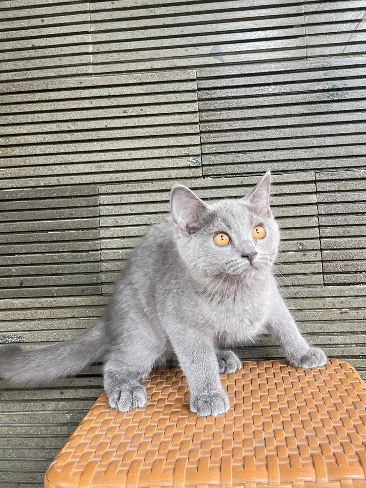 British Shorthair 3 bulan betina