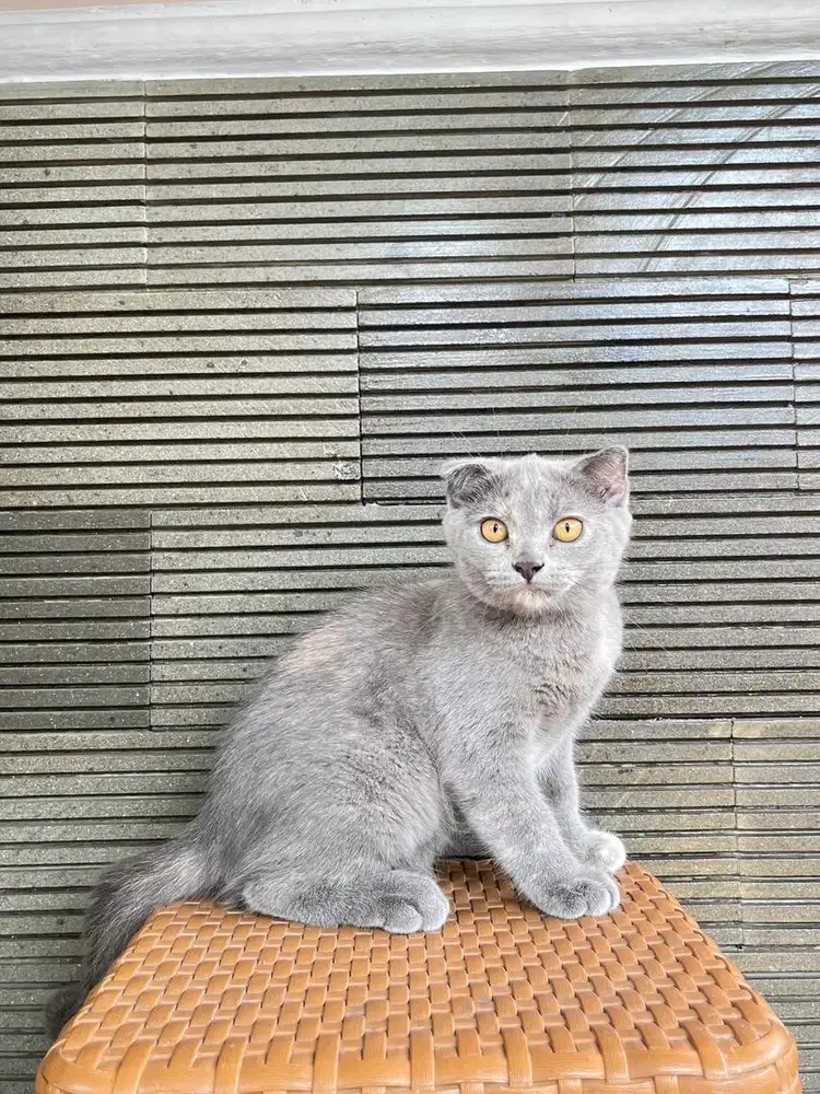 British Shorthair x Scottish fold 3 bulan betina