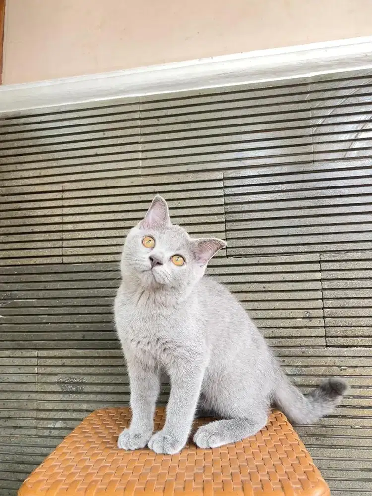 British Shorthair x Scottish fold 3 bulan betina