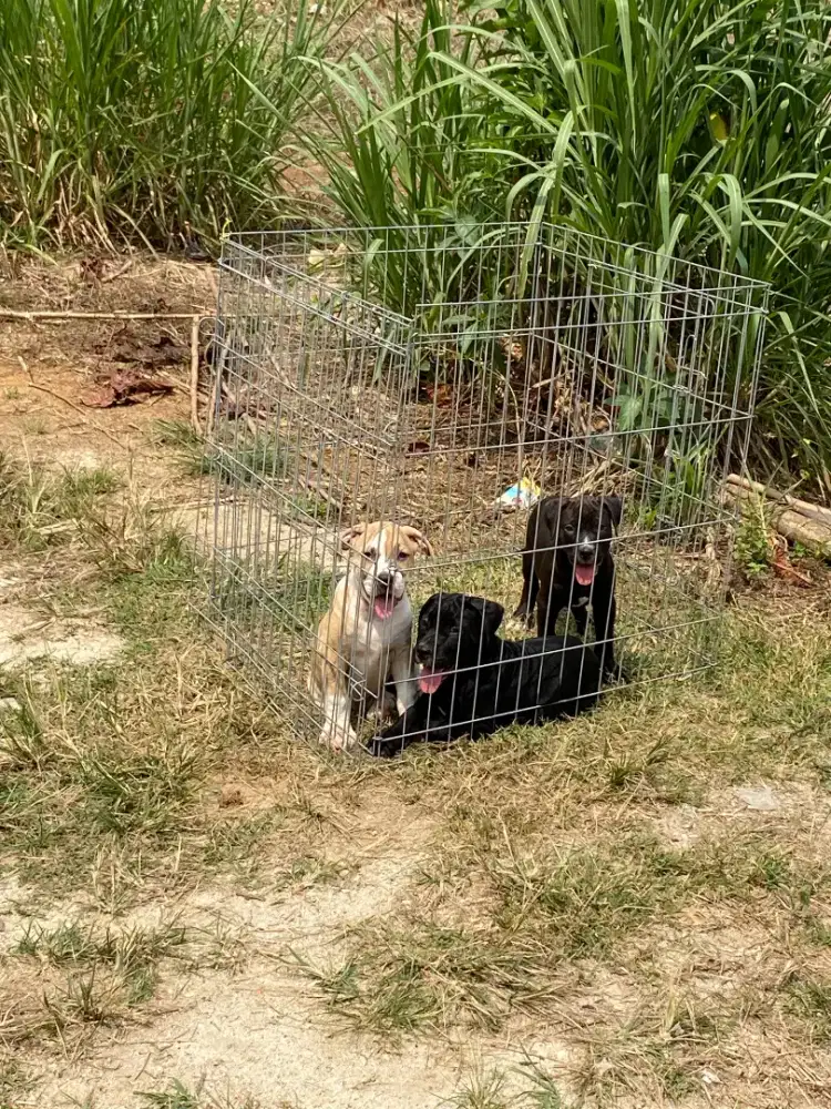 anakan pitbulll umur 2bulan