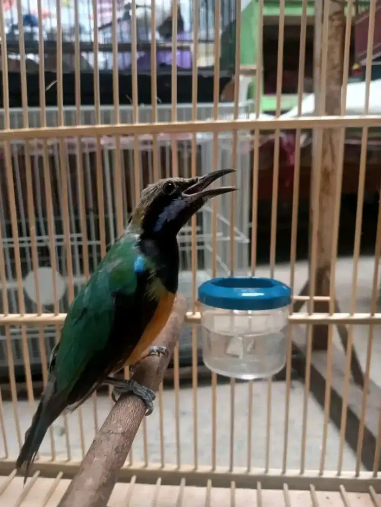 Cucakcungko jantan bahan