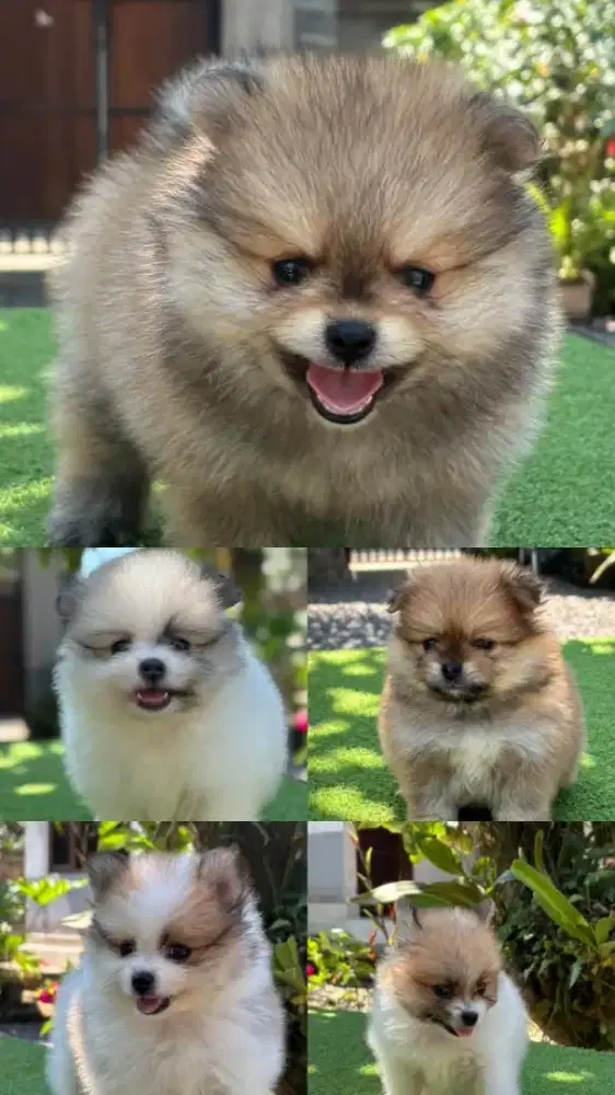 Anak Anjing Minipom