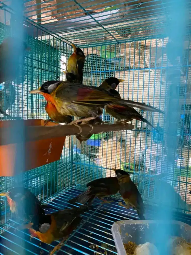 Pncawarna import jantan betina ada