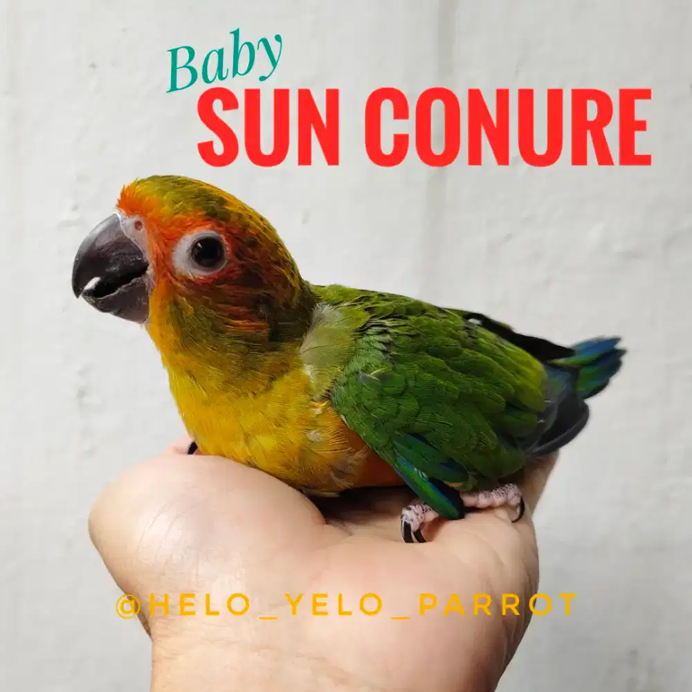 Baby Sun Conure / sunconure