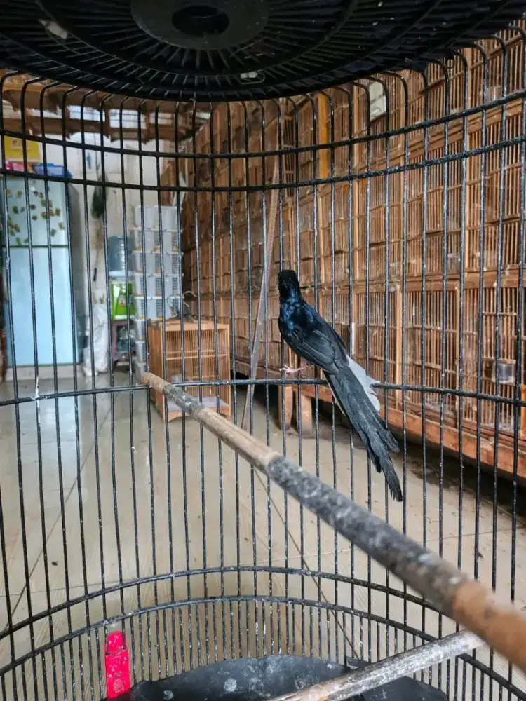 Murai batu non gembung bahan sudah makan vor ekor panjang2