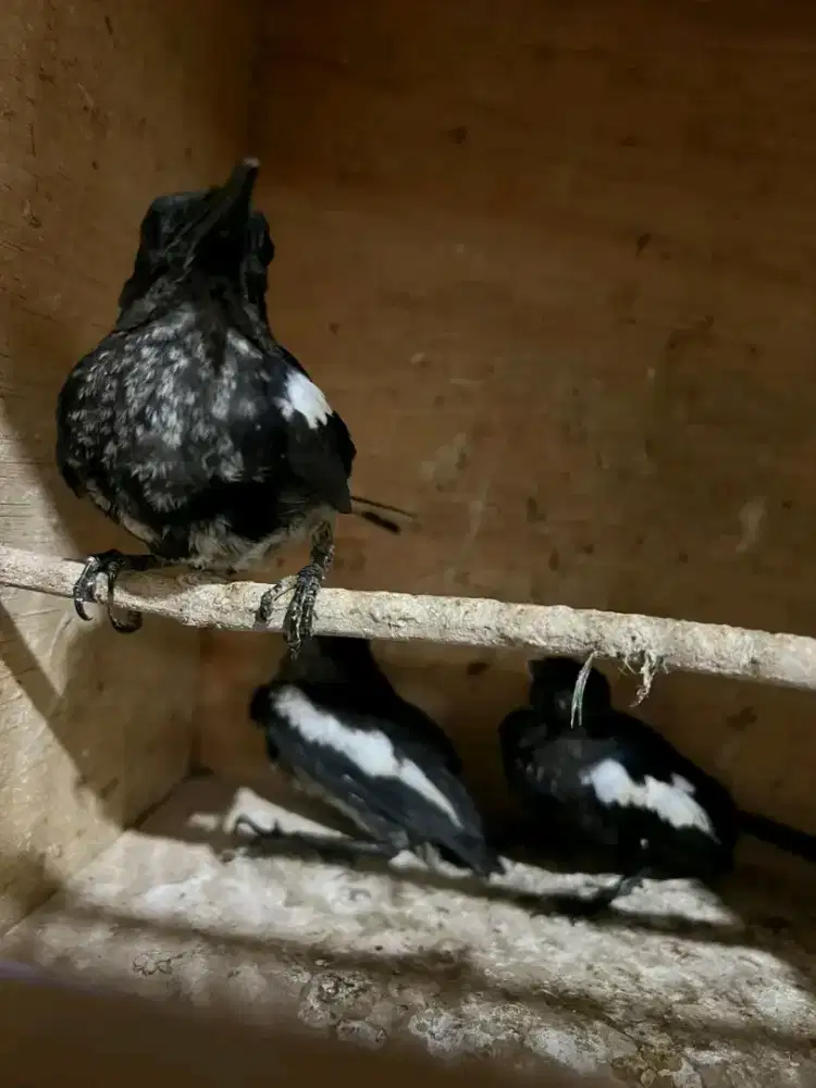 Trotol kacer potianak jantan sudah pur