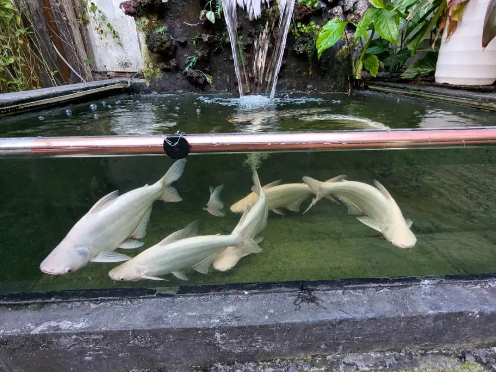 Ikan Patin Albino 40 cm