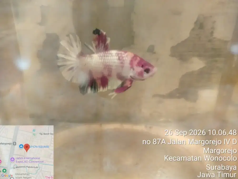 Ikan cupang usia 3 bulan up