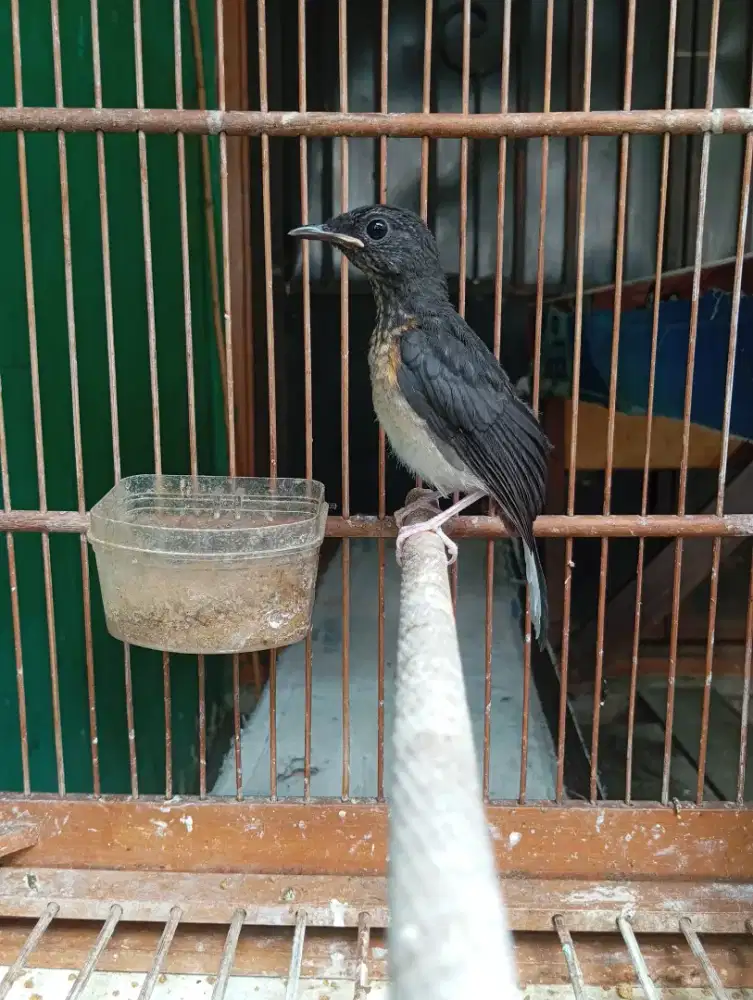 Murai Batu Medan Blorok Jantan Trah Panda Prestasi Ekor Panjang