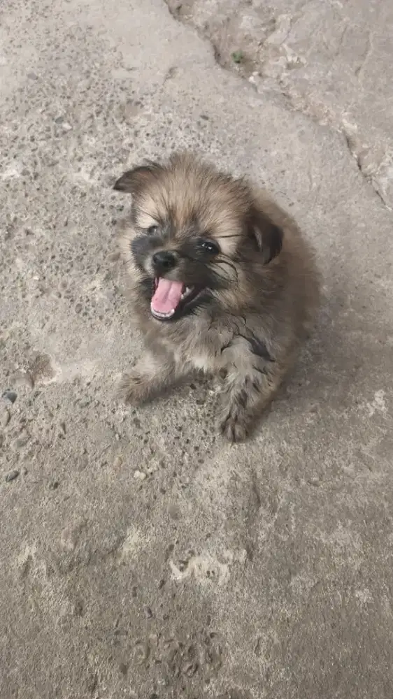 Shihzhu mix Minipom