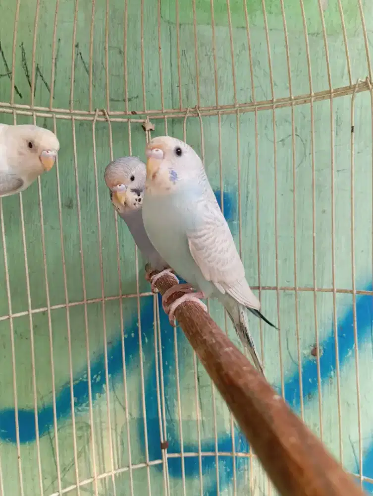 Parkit Import Warna Bagus Jinak Buat Aviari dan Masteran Handal