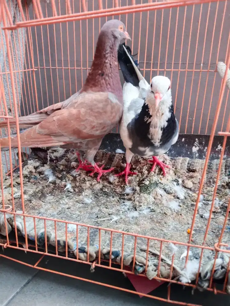 Burung dara 2 ekor bleh dpt bansangan d atas toren