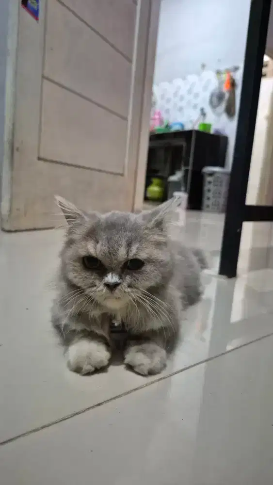 Kucing persia flat nose kitten