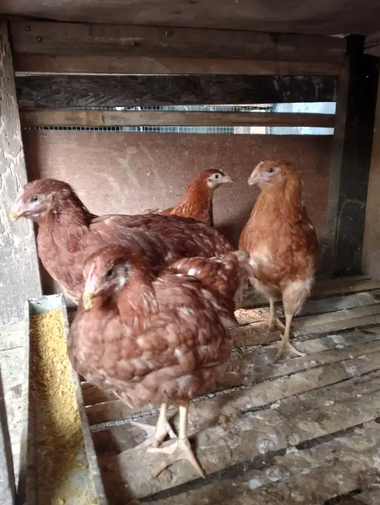 Ayam petelur Isa brown