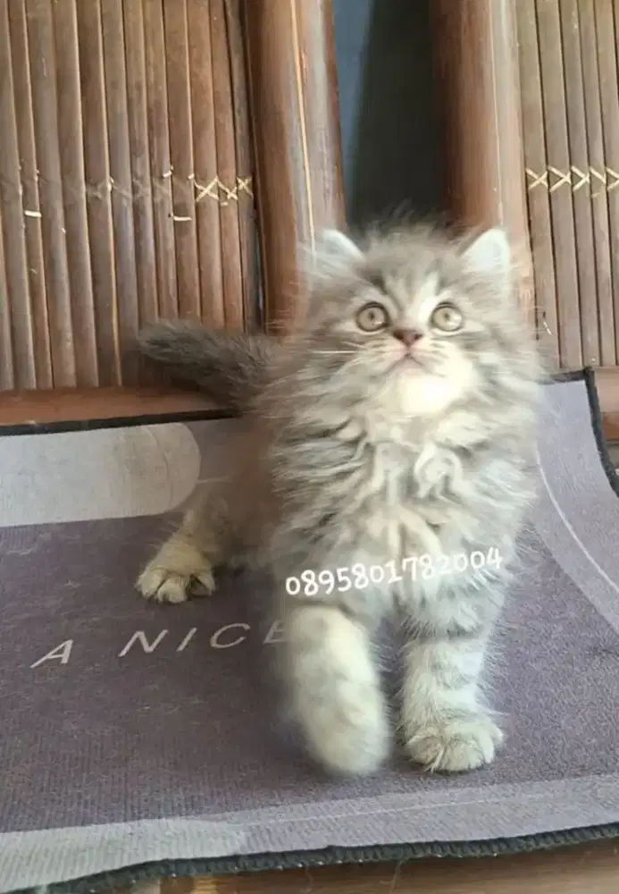 kucing persia betina/kitten.persia betina
