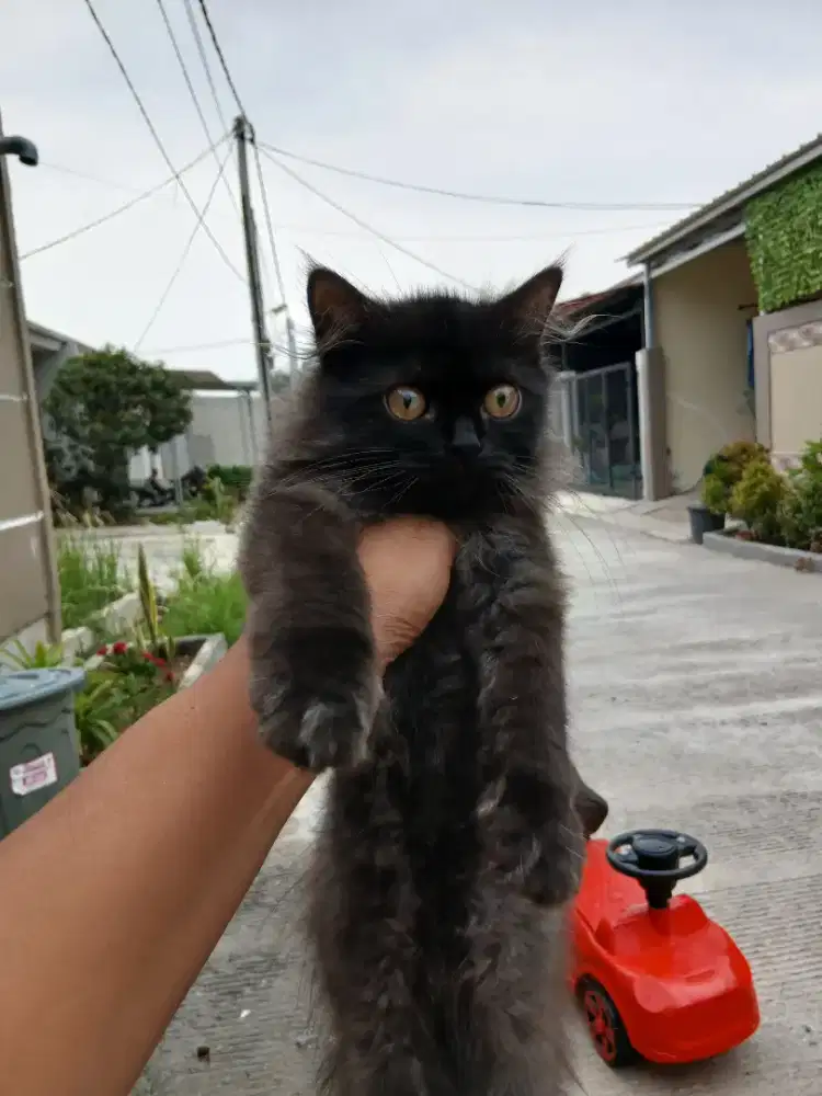 Kitten umur 4 bulan