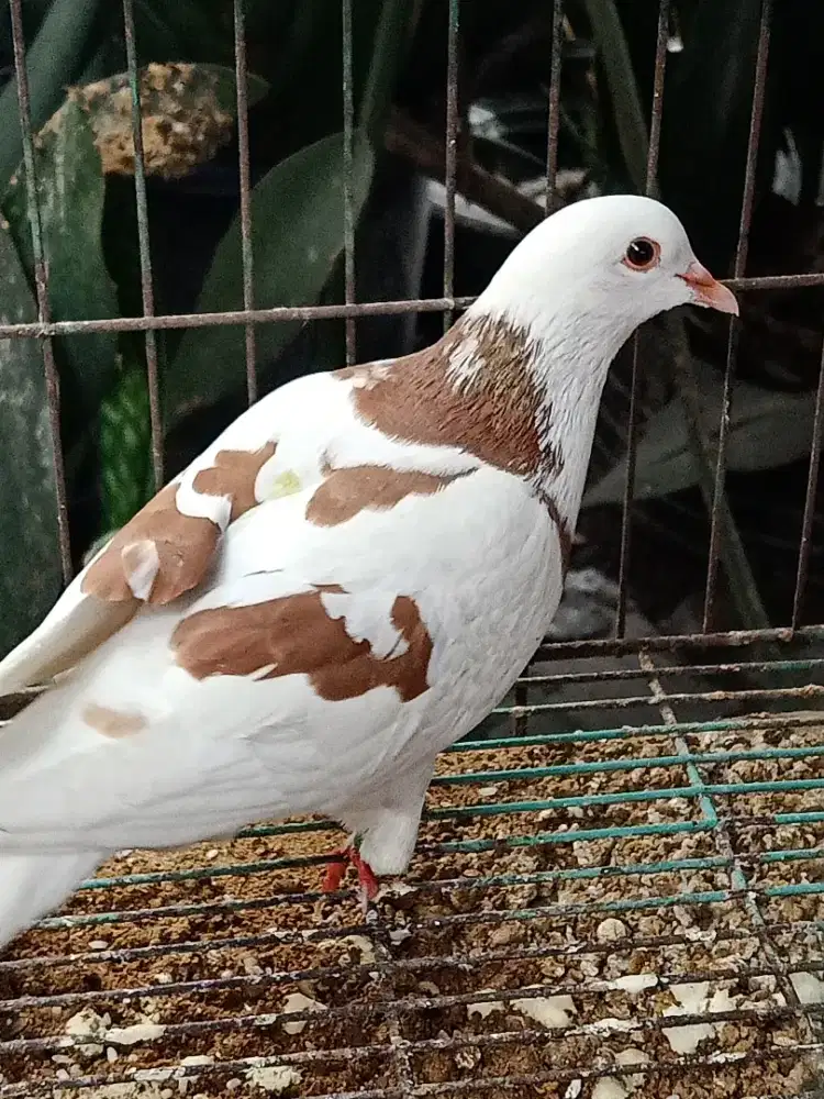 Betina bagus  ada ringurah