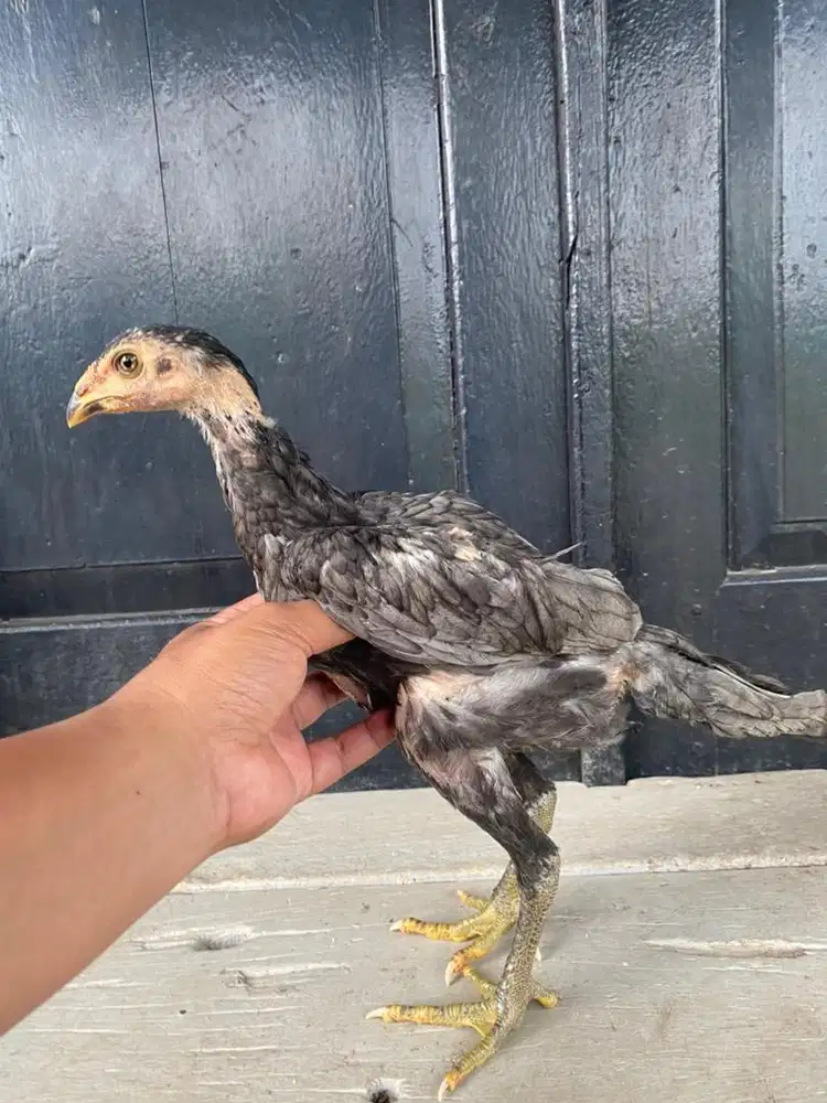 Ayam mangon betina super vip