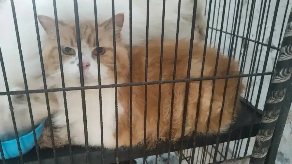 FREE ADOPSI JANTAN 2 EKOR