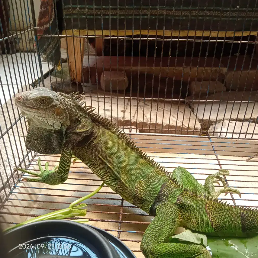 Iguana tobaggo bloodlines