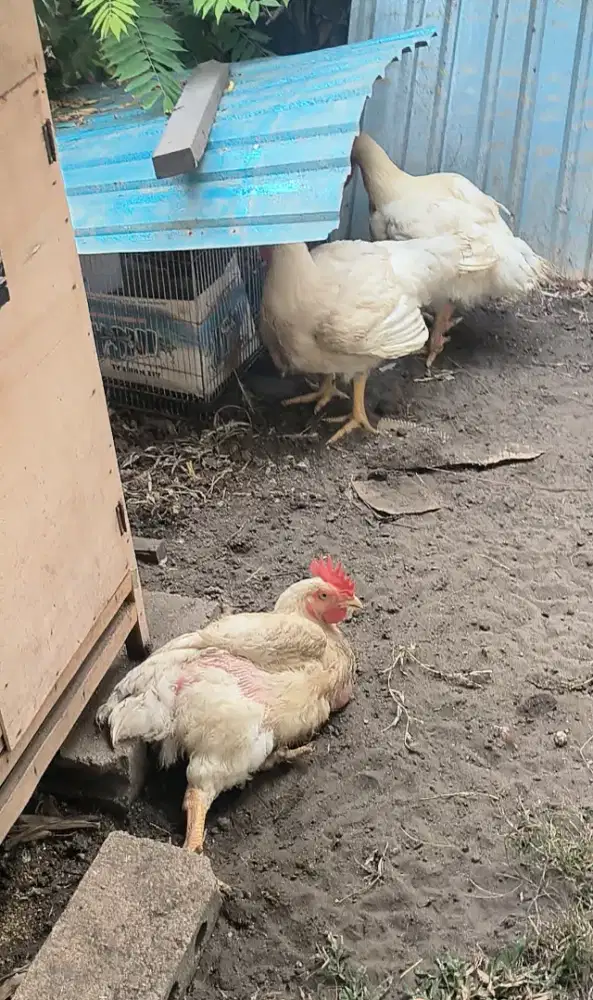 Ayam potong peliharaan sendiri
