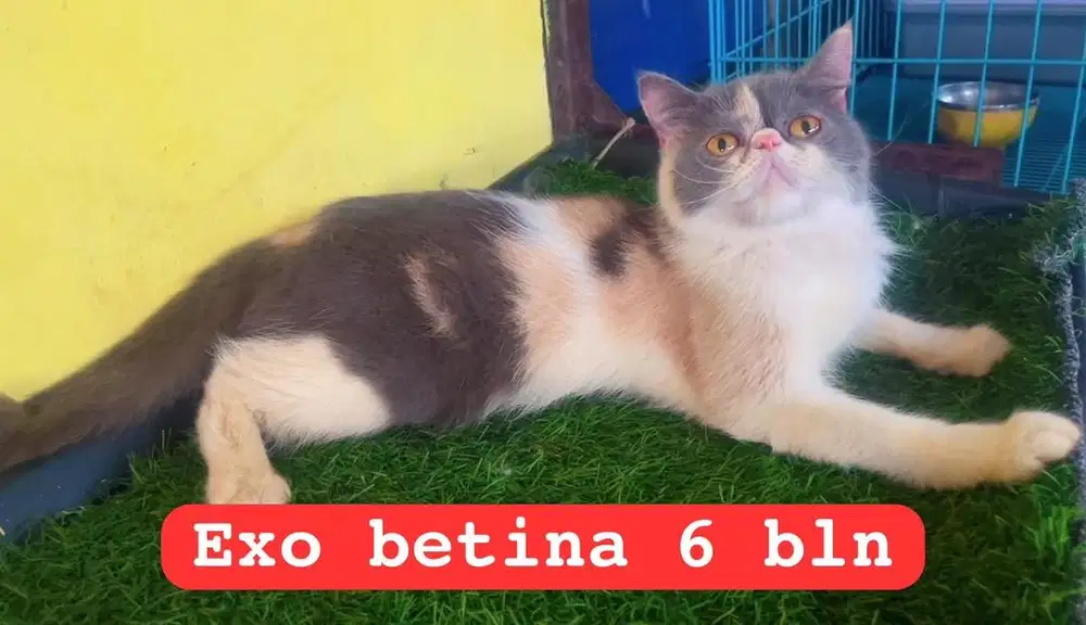 Kucing exo peacnose betina 6 bln bukan persia