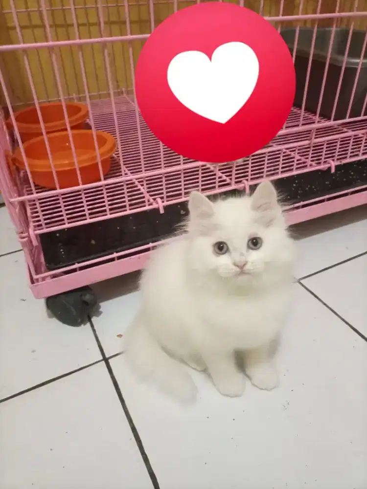 Kucing Persia White Solid