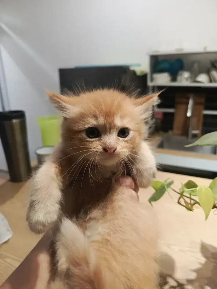 Adopt kucing campuran persia sepasang gemoy