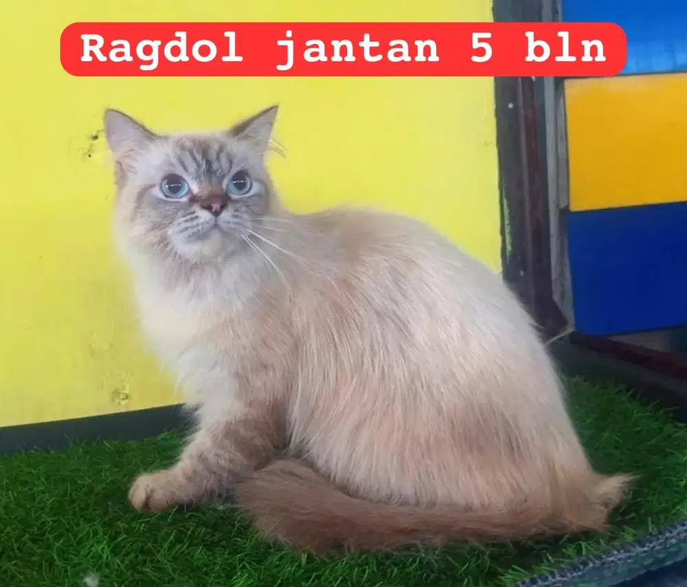 Kucing ras himalaya ragdol jantan 5 bln