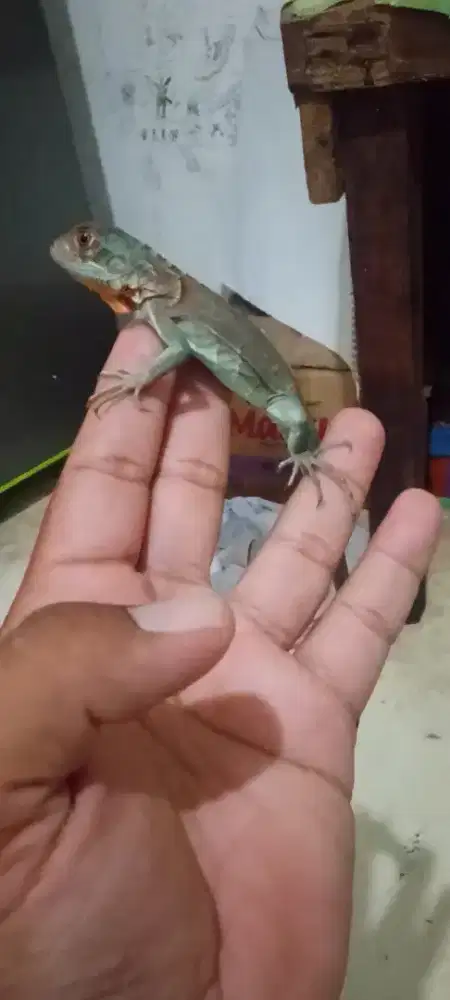 Iguana red axantic baby