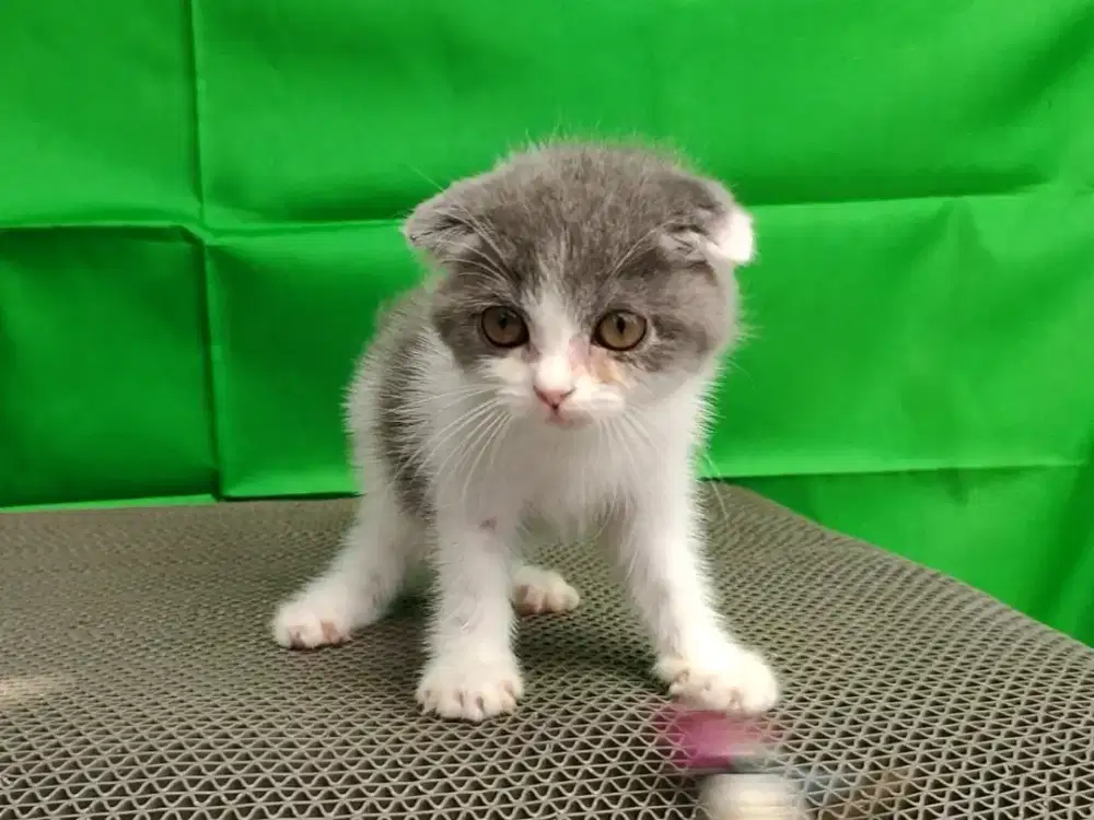 Kucing/ kitten Scottish triple fold bicolor betina