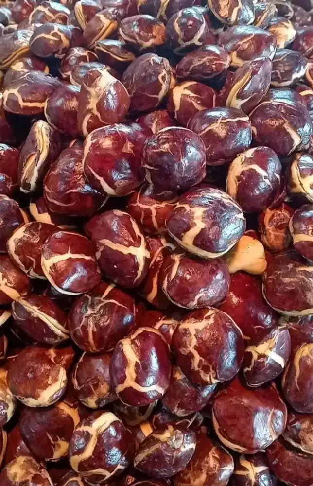 Jengkol sepi super