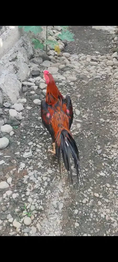 Sepasang ekor lidi
