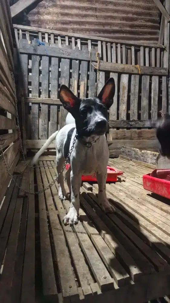 TERPIT - TERRIER X PITBULL