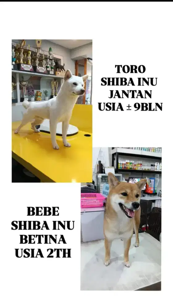 Jual anjing ras jepang