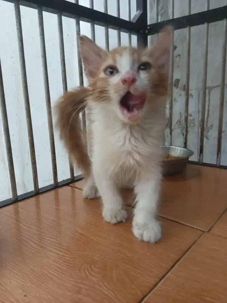 Kitten Persia medium