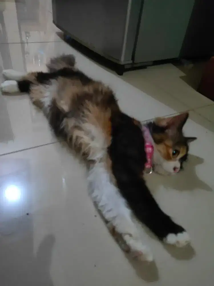 Kucing persia calico betina