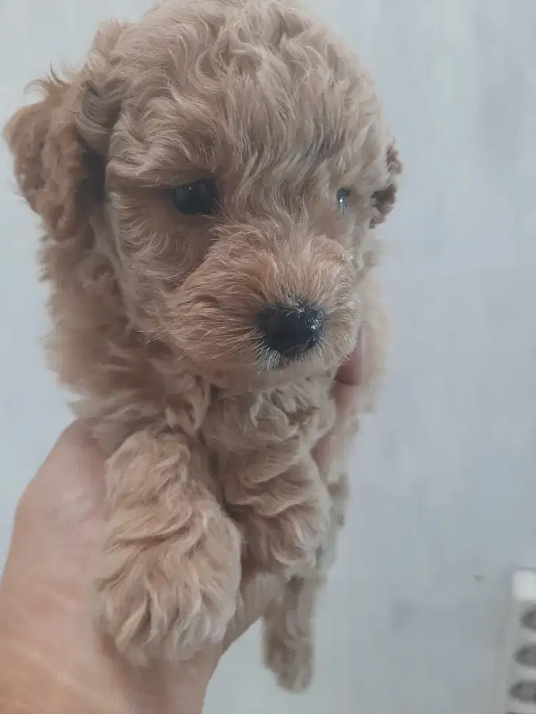 Poodle isia 1 bln kosongan