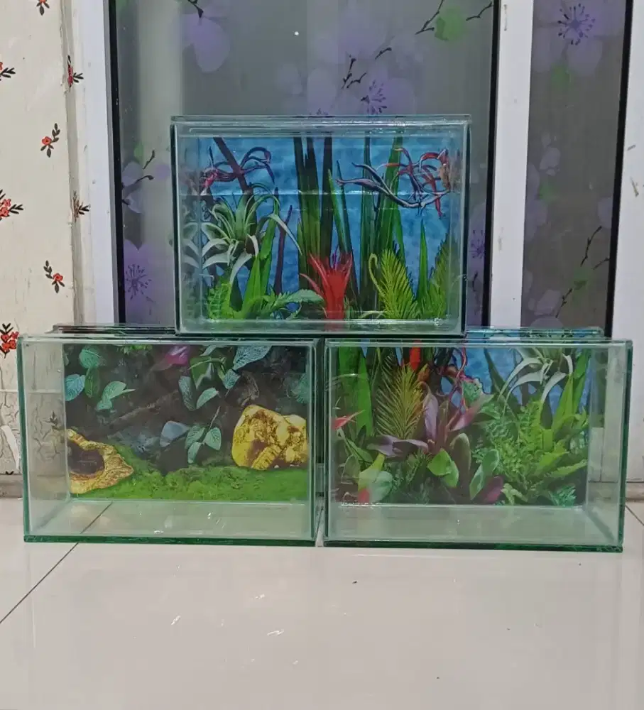 Aquarium baru untuk channa / cupang /aquascape