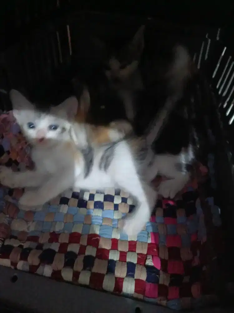 Open Adopt free